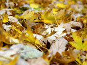 autumn0003.gif